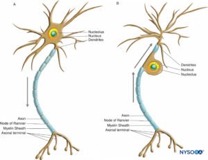 Muscle Pain & Nerve Pain