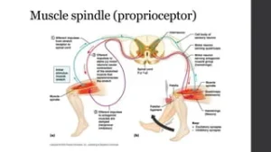 Muscle Pain & Nerve Pain